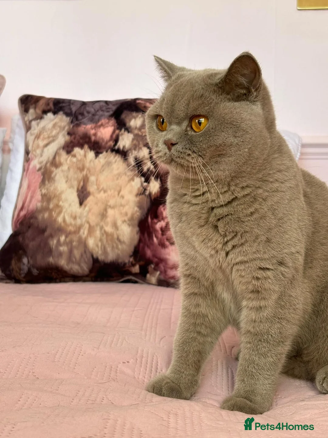 British Shorthair cats for sale: Lilac British shorthair gccf registered kittens  - Advert 2