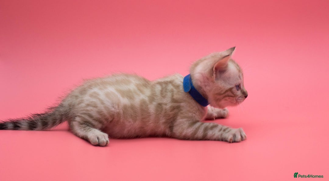 Bengal cats for sale: Rehome TICA registered Snow Lynx Bengal Boy - Advert 10