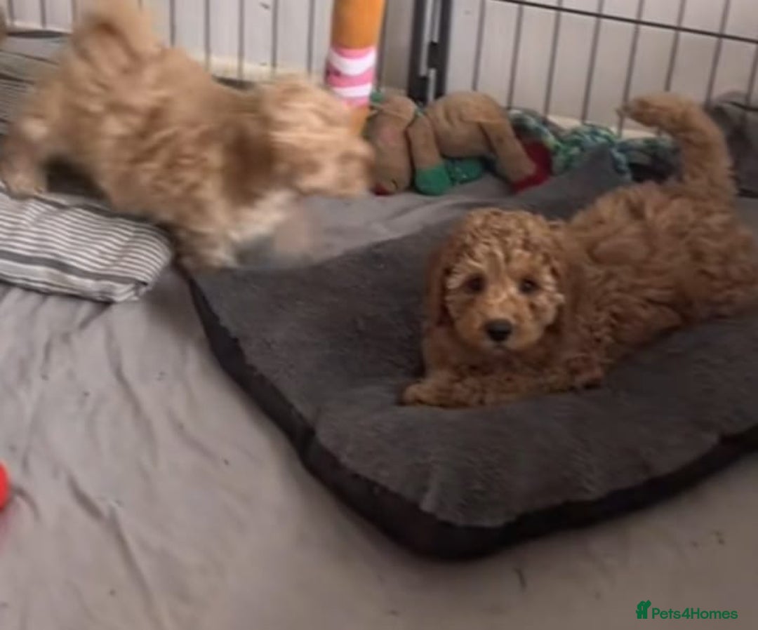 Cavapoo dogs for sale: Cavapoo puppies  - Advert 6