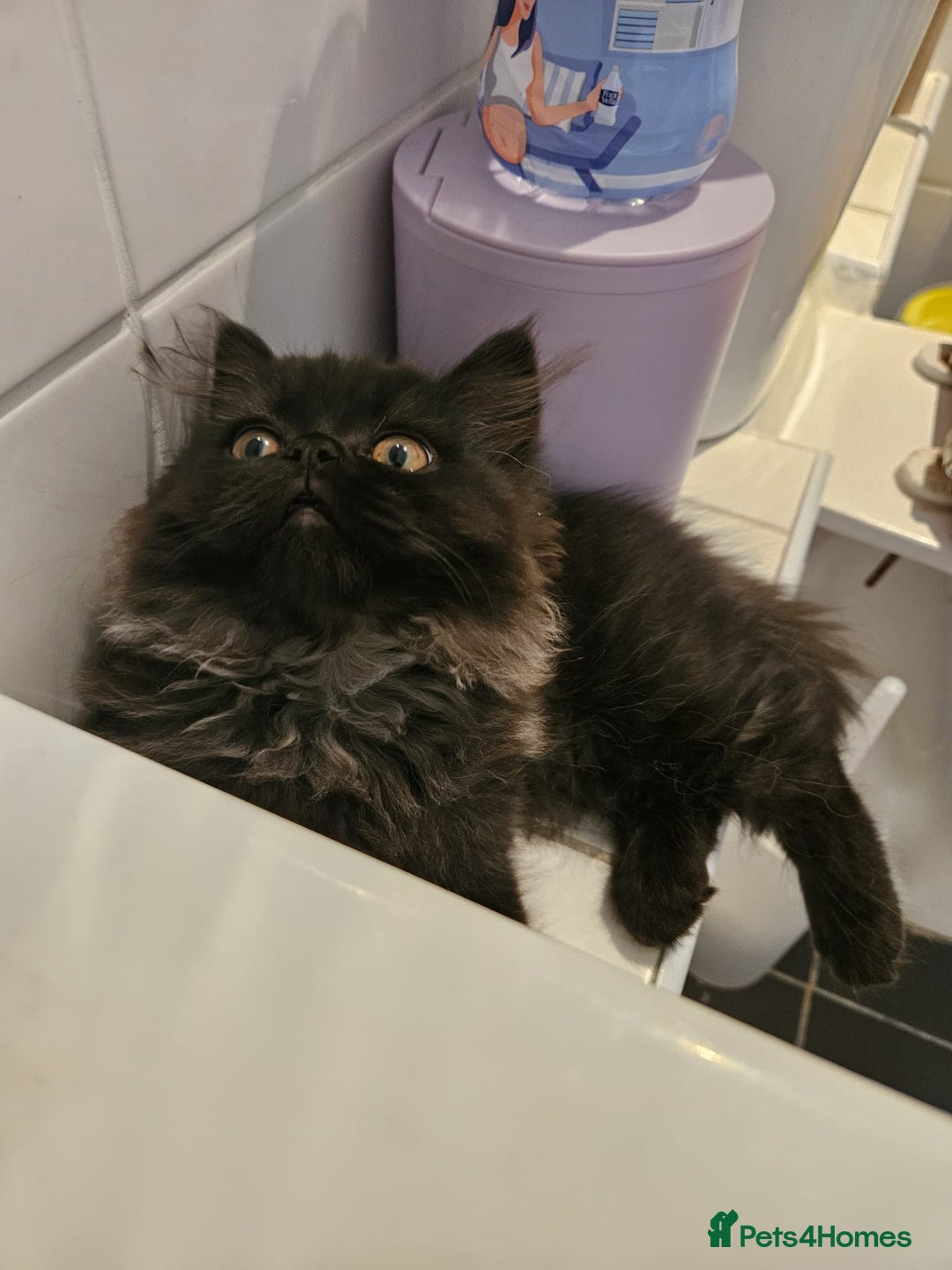 Persian cats for sale: Stunning Persian Boy - Image 12