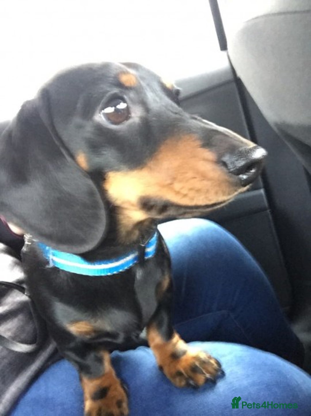 Miniature Dachshund dogs for stud: Pra Clear Black & Tan Mini Dachshund For Stud in Redhill - Image 5