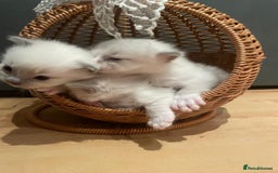 Ragdoll cats for sale: Beautiful Ragdoll Kittens For Sale  - Image 2