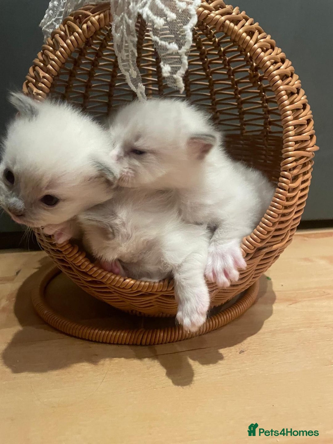 Ragdoll cats for sale: Beautiful Ragdoll Kittens For Sale  - Image 2