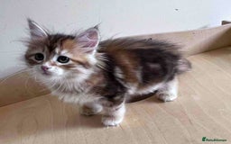 Siberian cats for sale: Beautiful purebred Siberian kittens-Hypoallergenic - Image 27