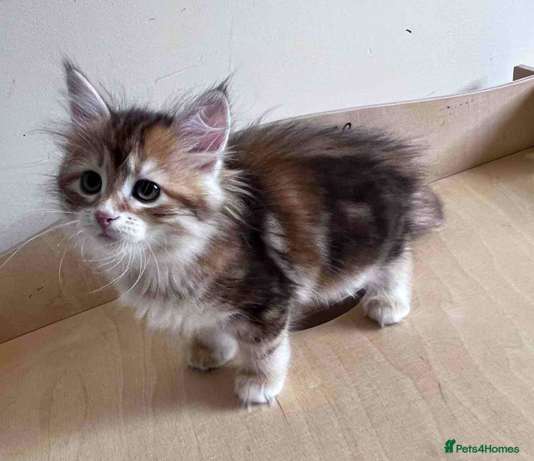 Siberian cats for sale: Beautiful purebred Siberian kittens-Hypoallergenic - Image 27