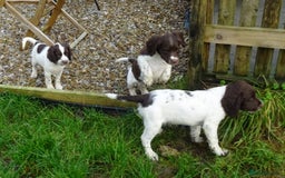 English Springer Spaniel dogs for sale: Gorgeous English Springer Spaniel Puppies  - Advert 23