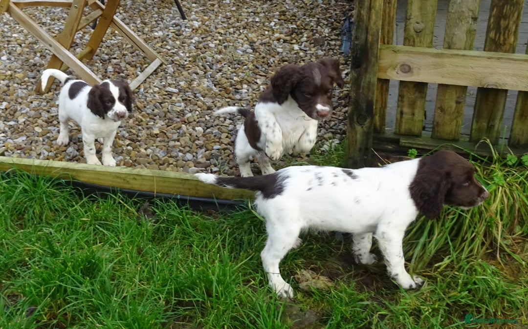 English Springer Spaniel dogs for sale: Gorgeous English Springer Spaniel Puppies  - Advert 23