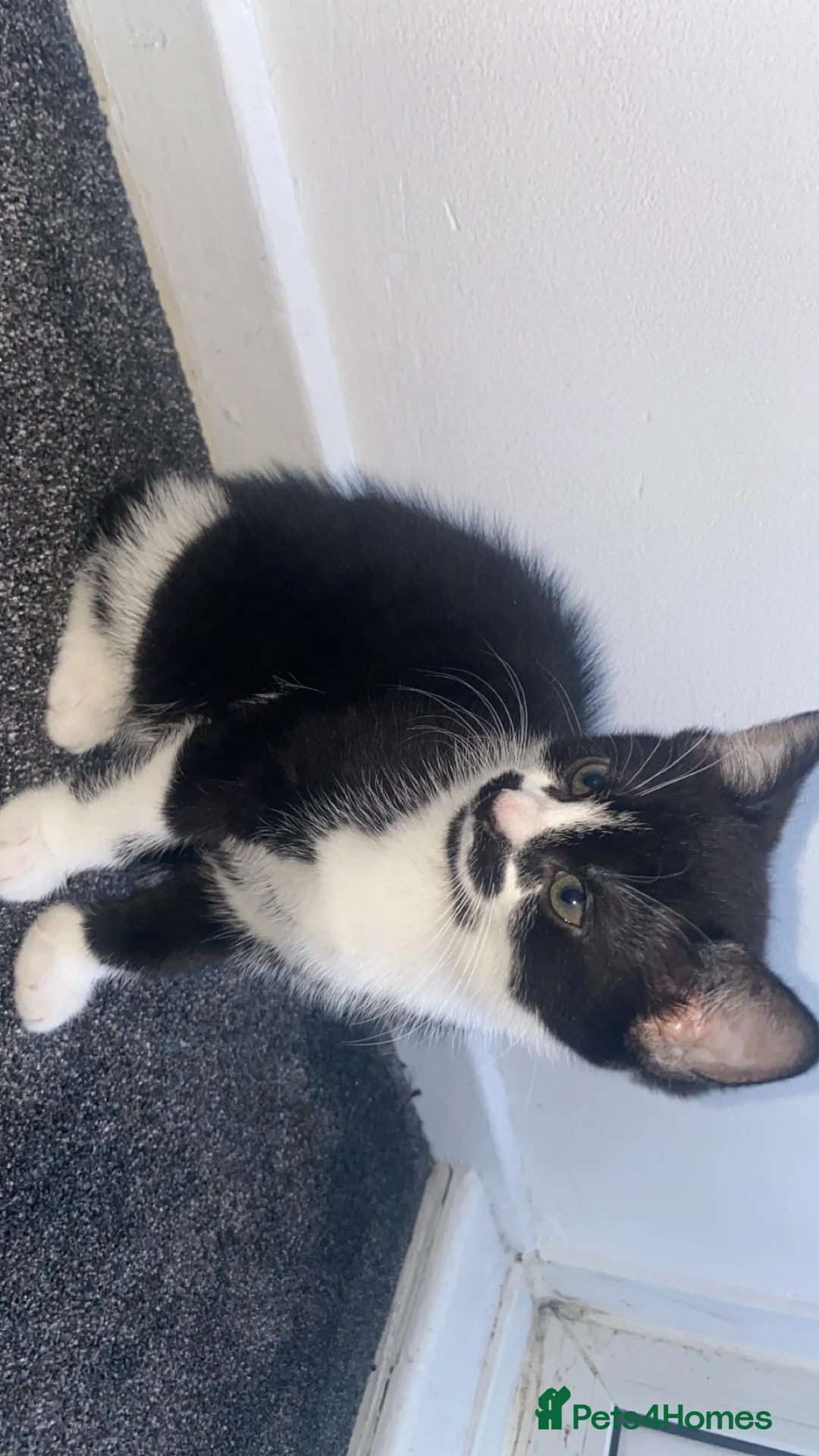 Domestic Shorthair cats for sale: Cute kitten with a moustache awaiting forever home - Advert 6