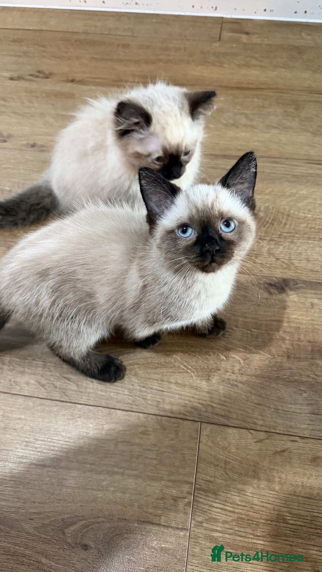 Ragdoll cats for sale: Ragdolls  - Image 3