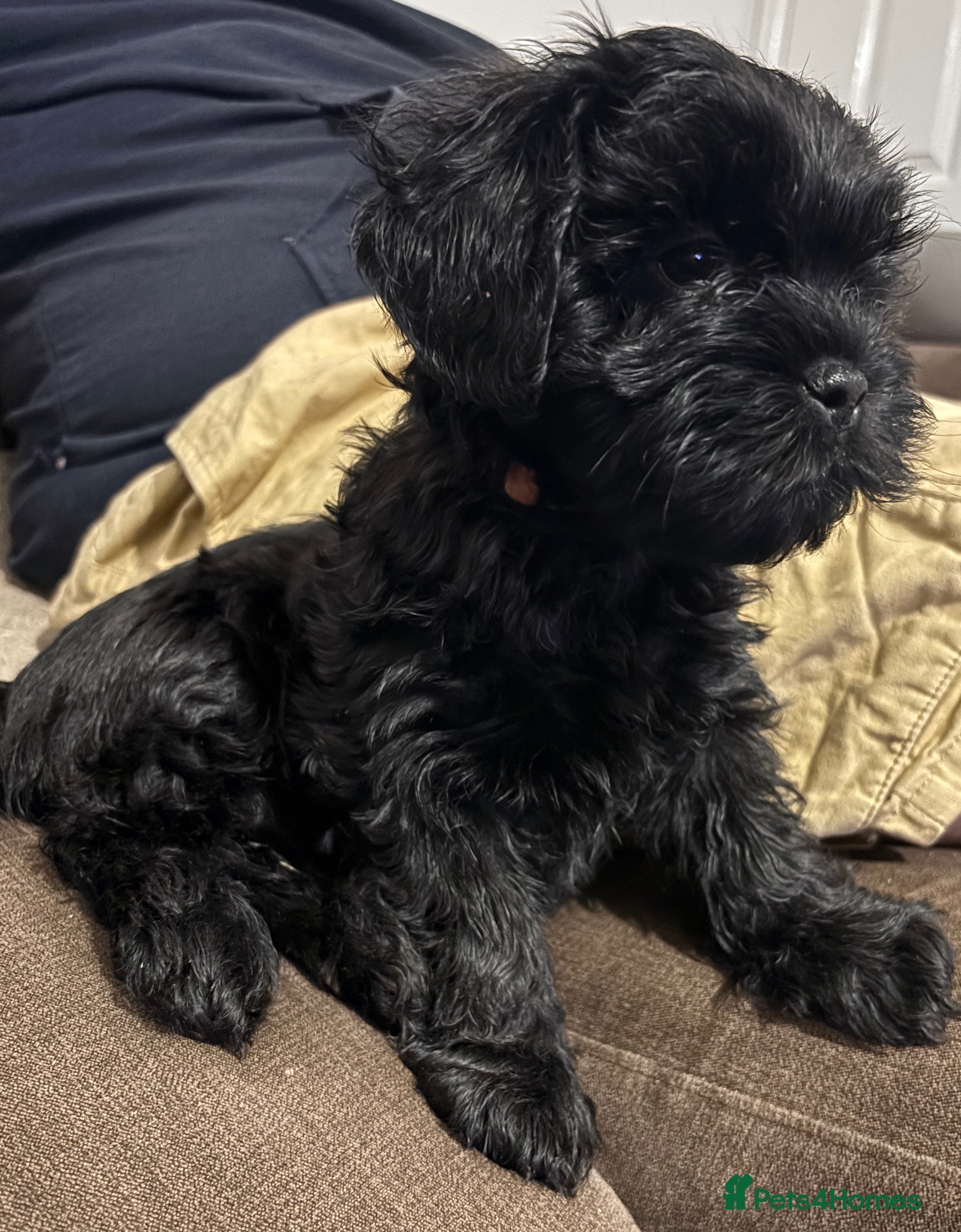 Mixed Breed dogs Sproodle Lhasa Apso Puppies **1 Female Left **  - Advert 12