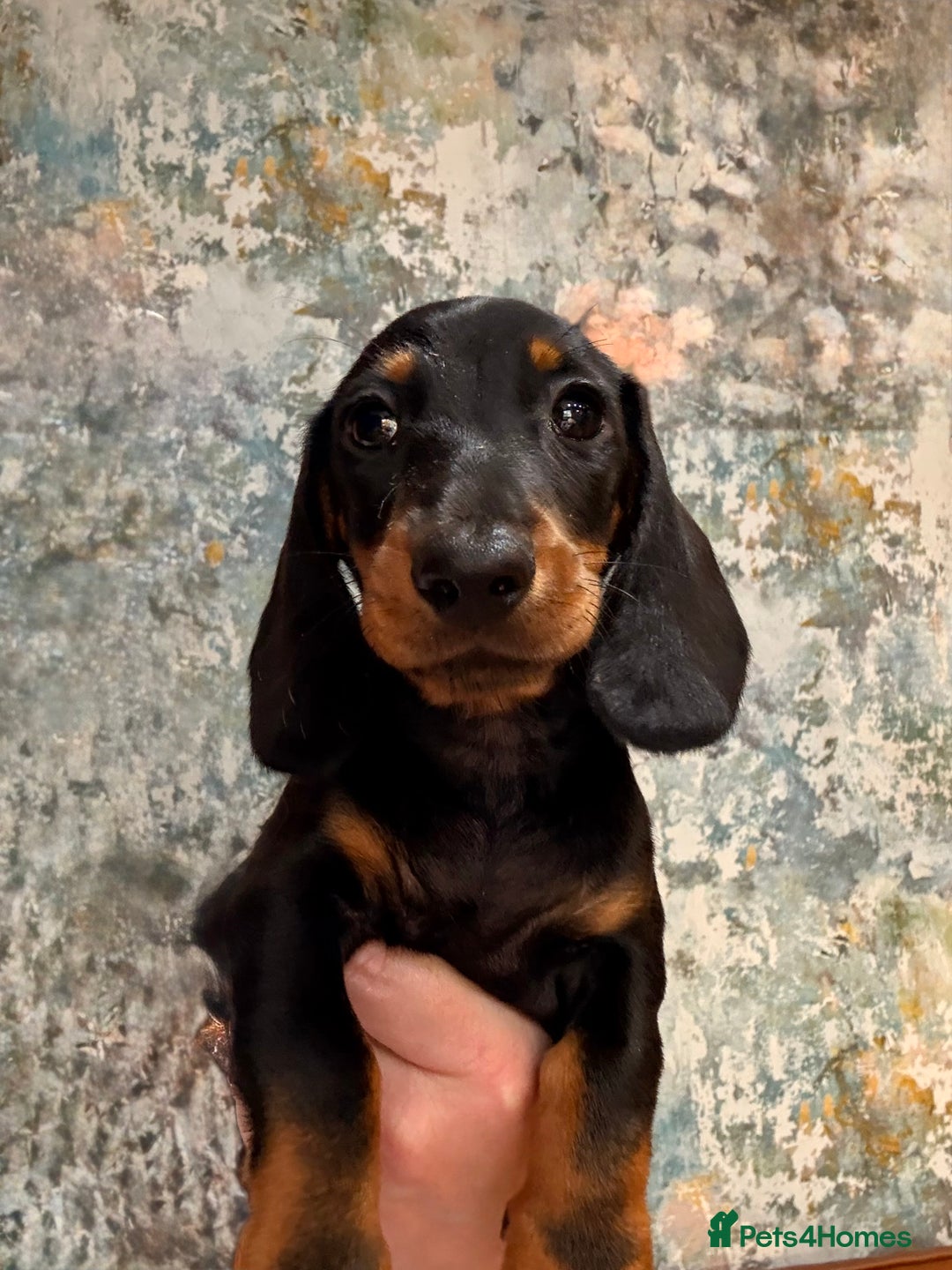 Miniature Dachshund dogs for sale: Available puppies at DELLM DAXIES 🐶 - Image 10