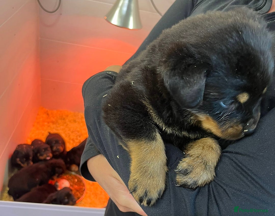 Rottweiler dogs for sale: 🤎🖤🦍 KC REGISTERED 5 ⭐️ BREEDER - Advert 2