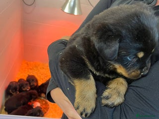 Rottweiler dogs 🤎🖤🦍 KC REGISTERED 5 ⭐️ BREEDER - Advert 1