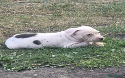 Staffordshire Bull Terrier dogs for sale: Staff - Image 3