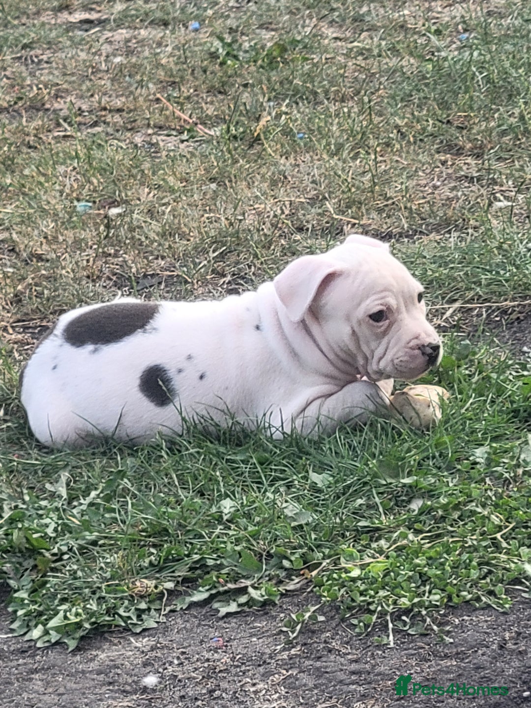 Staffordshire Bull Terrier dogs for sale: Staff - Image 3