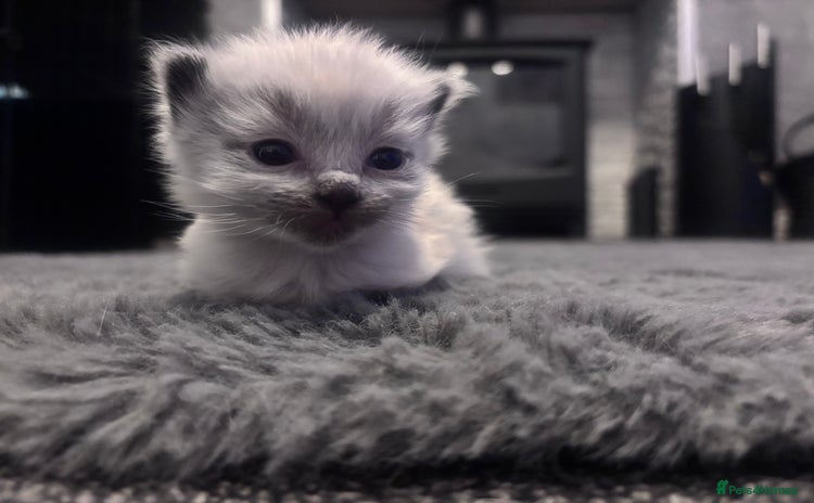 Ragdoll cats - Advert 2
