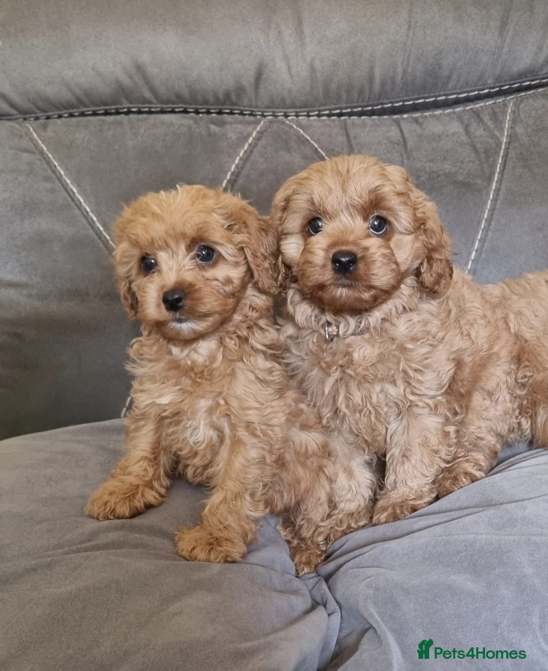 Cavapoo dogs Beautiful cavapoo puppies ready now  - Advert 17
