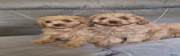 Cavapoo dogs for sale: Beautiful cavapoo puppies ready now  - Advert 1