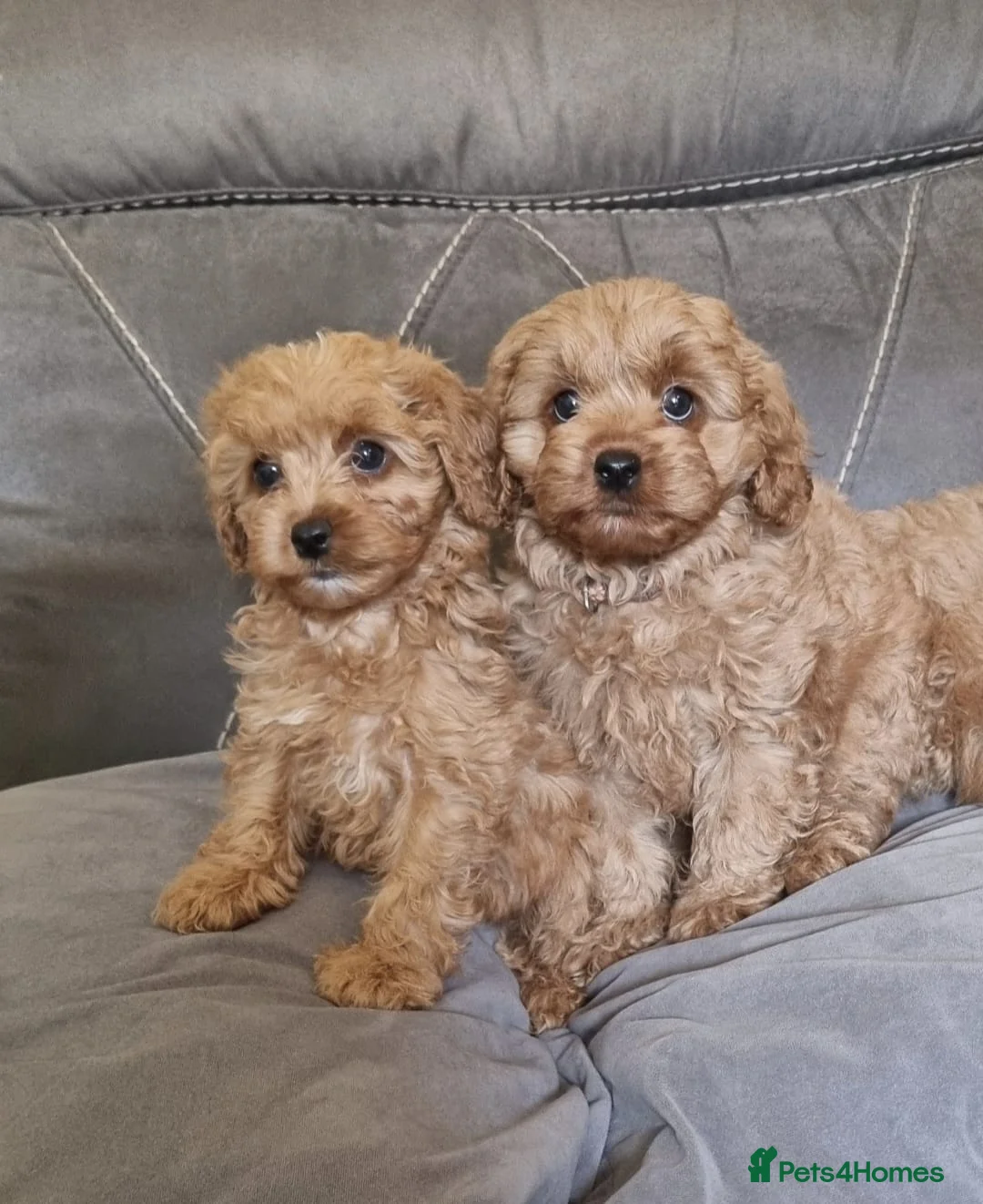 Cavapoo dogs for sale: Beautiful cavapoo puppies ready now  - Advert 1
