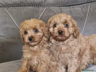 Cavapoo dogs Beautiful cavapoo puppies ready now - Advert 17