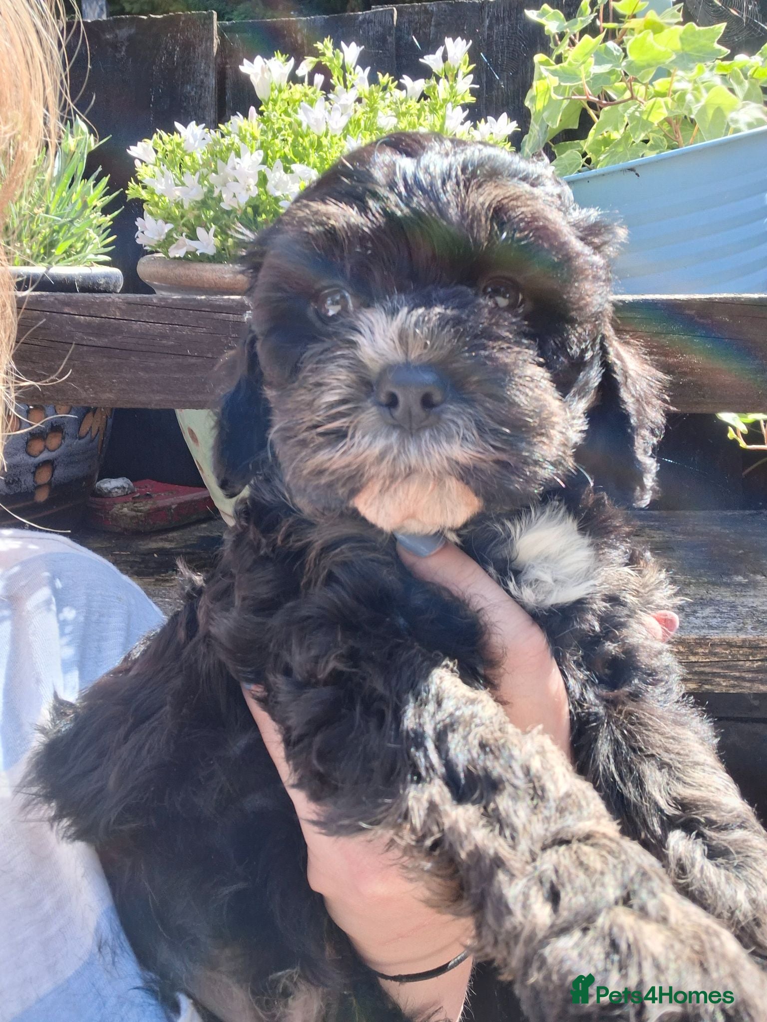 Cavapoo dogs 4 beautiful cavapoo boy pups - Advert 16