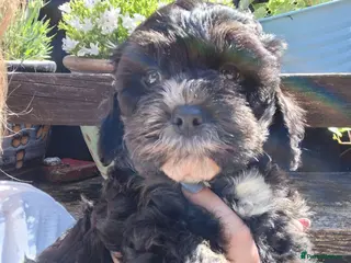 Cavapoo dogs 4 beautiful cavapoo boy pups - Advert 1
