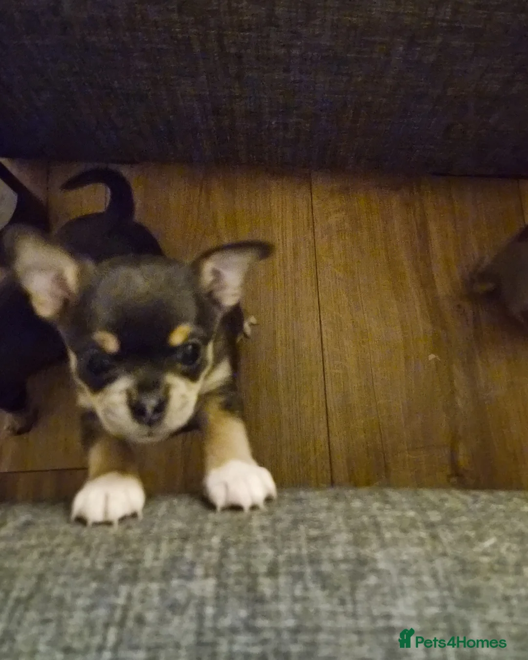 Chihuahua dogs for sale: 3 boy chihuahuas  - Advert 8