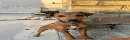 Mixed Breed dogs for sale: Jack Russell x Plummer puppies for sale - Advert 4