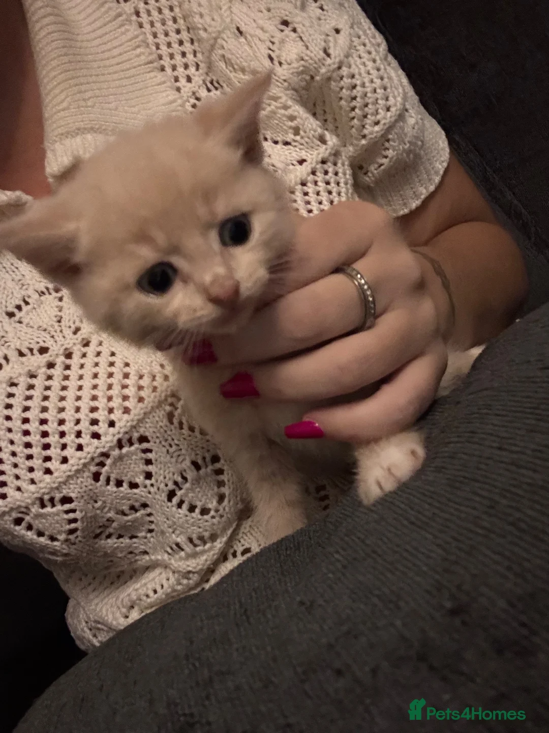 Mixed Breed cats for sale: Mixed kittens ready to go  - Advert 2