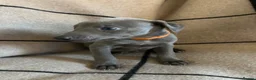 Whippet dogs for sale: Exceptional Puppies from health tested parents - Advert 15