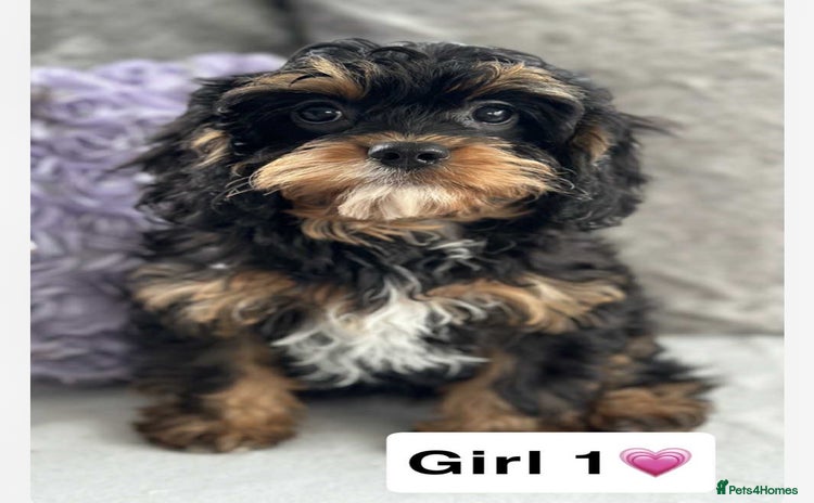 Cavapoo dogs - Advert 1