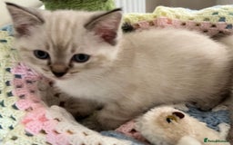 Ragdoll cats for sale: Pure Ragdoll Boys – Raised with Mum in Family Home - Image 17