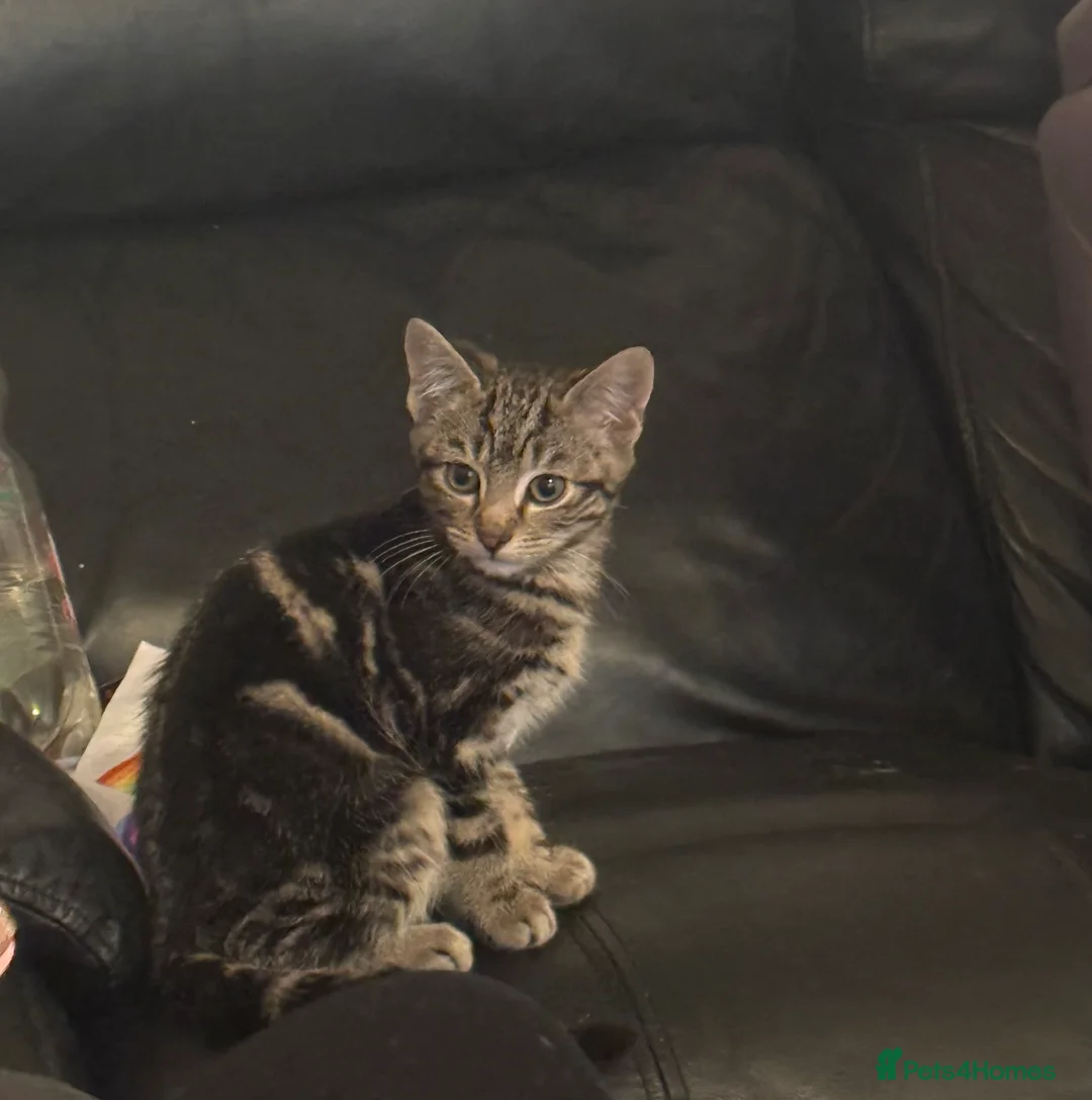 Mixed Breed cats for sale: 4 gorgeous tabby kitten, - Advert 2