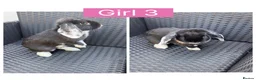 English Lop rabbits for sale: Lop rabbits ready to leave now - 5 Girls 5 Boys - Advert 3