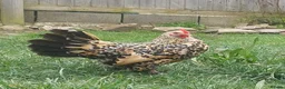 Chickens poultry for sale: Chickens Brahma Sussex wyondotte ducklings - Advert 7