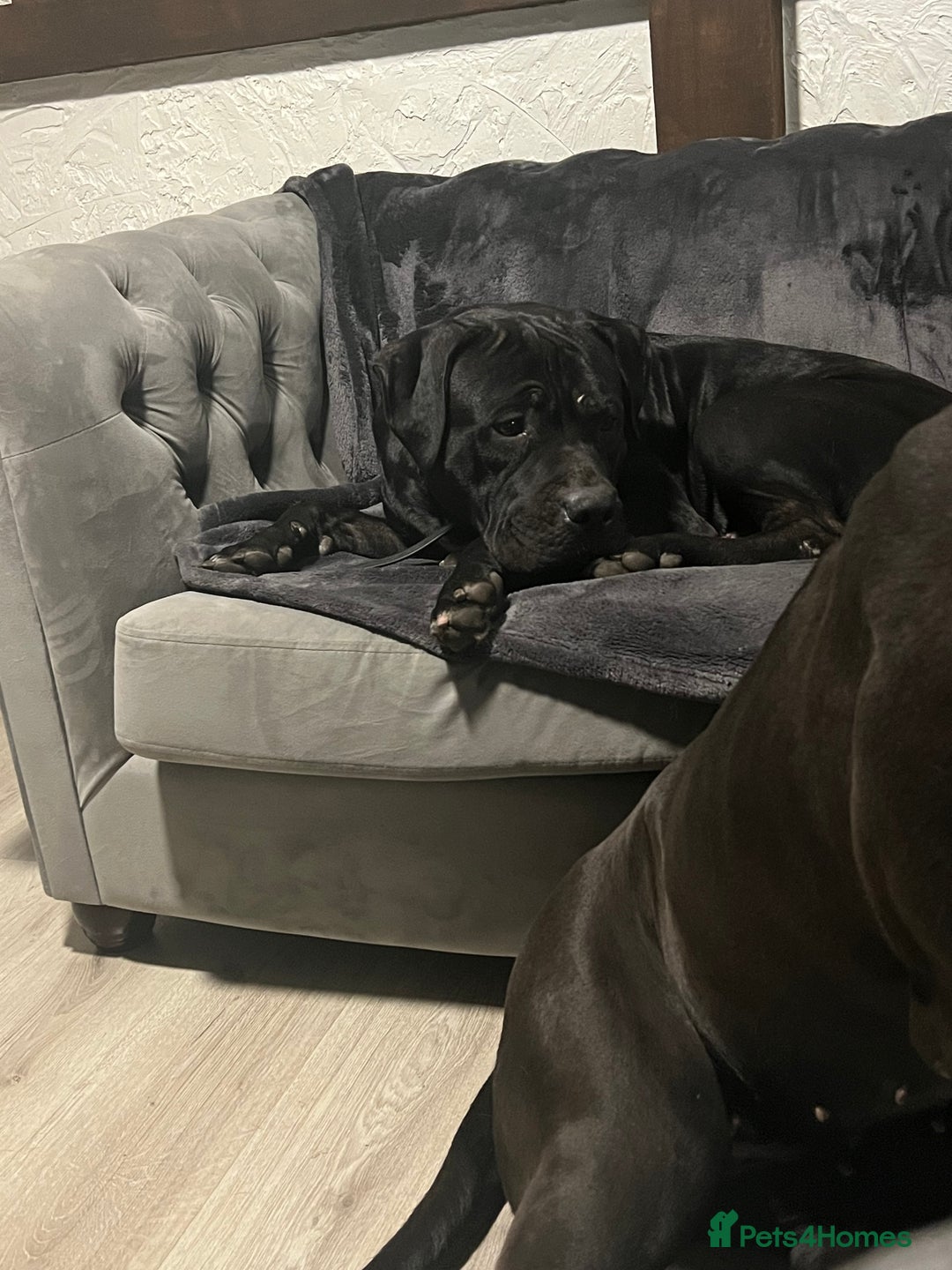 Cane Corso dogs for sale: 2 cane Corso’s looking for there forever home  - Image 2