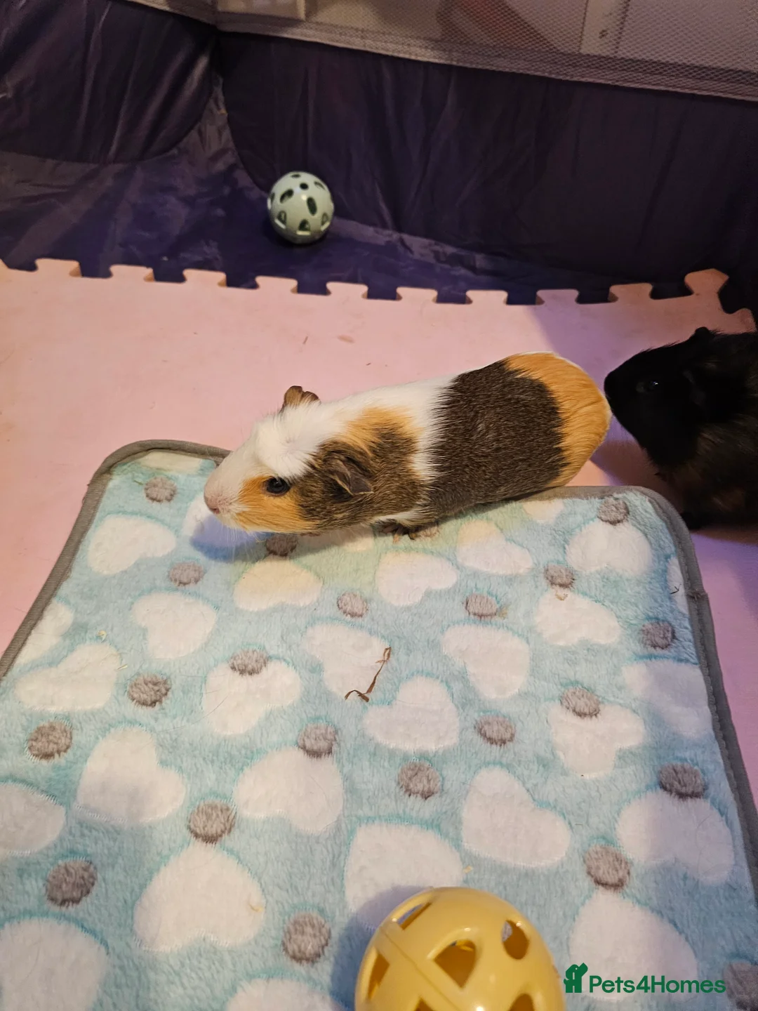 Guinea Pig rodents for sale: Male bonded Guinea Pigs looking for a forever home in Hemel Hempstead - Advert 2