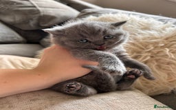 British Shorthair cats for sale: British Shorthair Kittens - Image 7