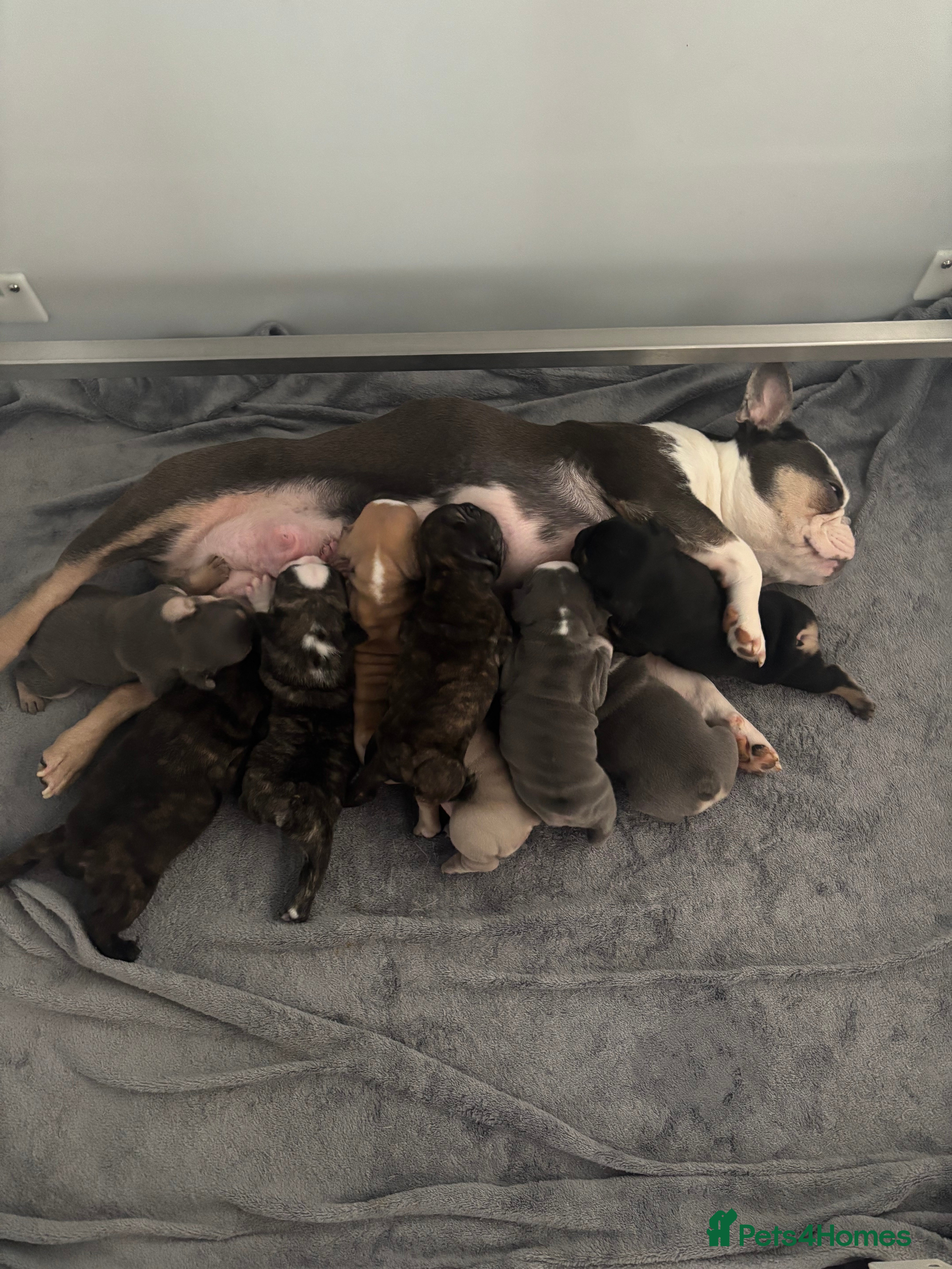 French Bulldog dogs French bulldog puppies ready mid may - Advert 1