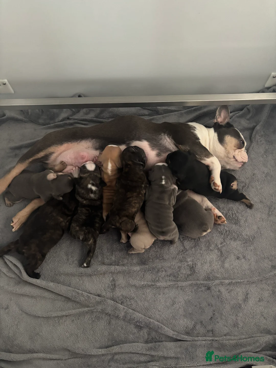 French Bulldog dogs for sale: French bulldog puppies ready mid may - Advert 1