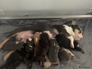 French Bulldog dogs French bulldog puppies ready mid may - Advert 1