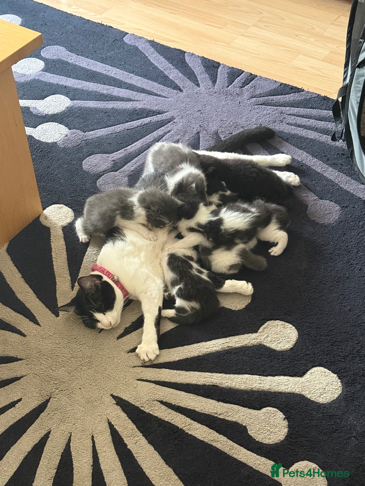 Mixed Breed cats 7 gorgeous kittens for sale - Advert 1
