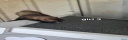 Ferret rodents for sale: 7 beautiful kits for sale  - Advert 5