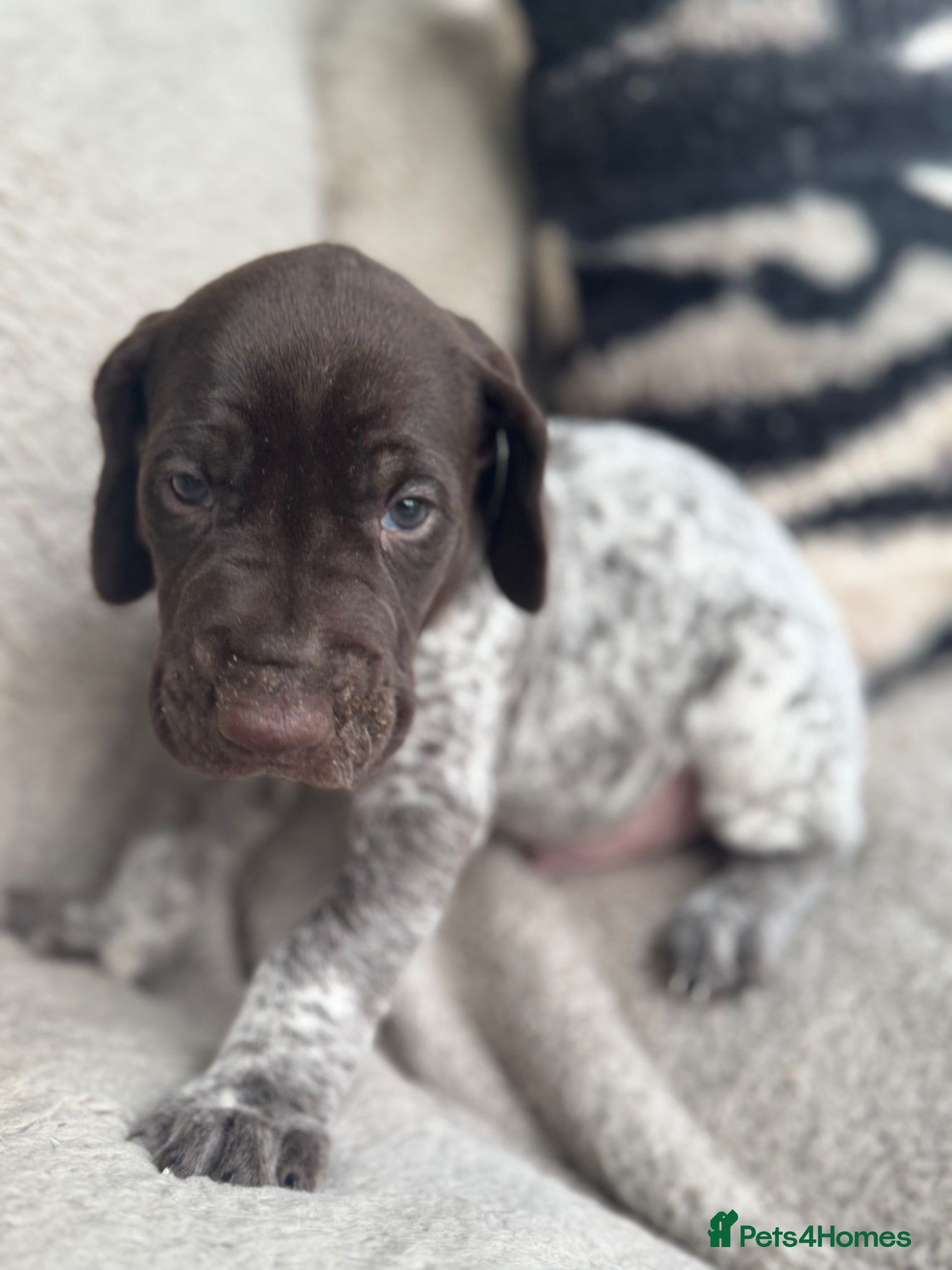 German Shorthaired Pointer dogs 1 MALE🐾 KC Registered German Shorthaired Pointers - Advert 1