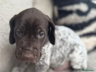 German Shorthaired Pointer dogs 1 MALE🐾 KC Registered German Shorthaired Pointers - Advert 1