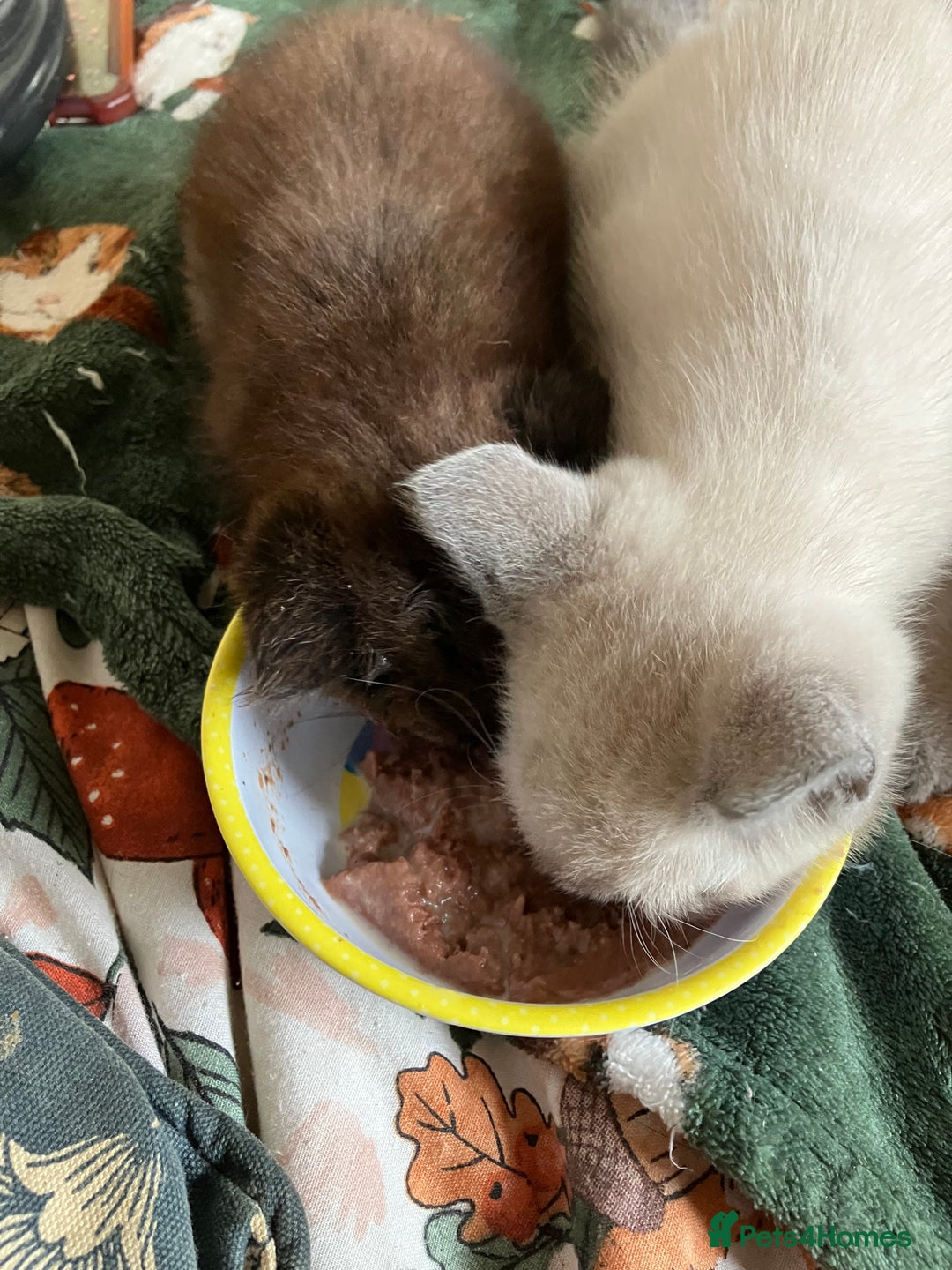 Ragdoll cats for sale: Beautiful Ragdoll cross kittens.  - Image 11