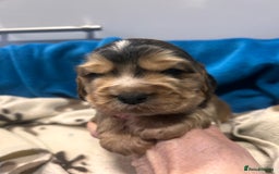 Cocker Spaniel dogs for sale: Cocker spaniel puppies for sale - Advert 10