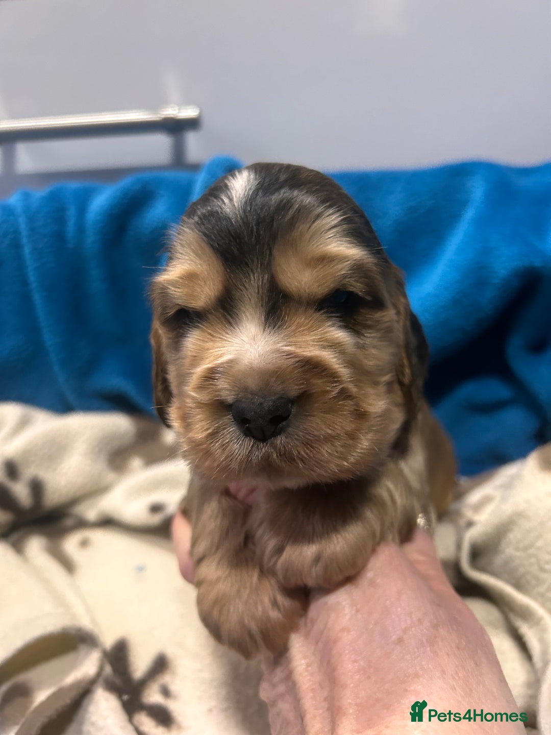 Cocker Spaniel dogs for sale: Cocker spaniel puppies for sale - Advert 10