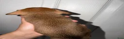 Dachshund dogs for sale: 5 Beautiful dachshund puppy’s  - Advert 3