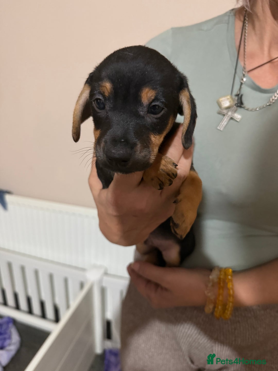 Jack Russell dogs for sale: 2 Jack Russell Puppies  - Advert 4